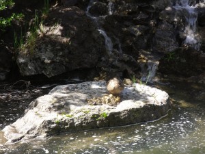 What a delight to watch our little chicks growing up in our beautiful pond, with the cascading waterfalls in the background!